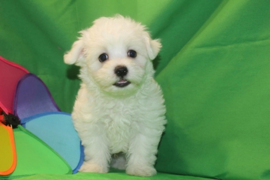 Adorable TeddyBear Maltipoo puppies