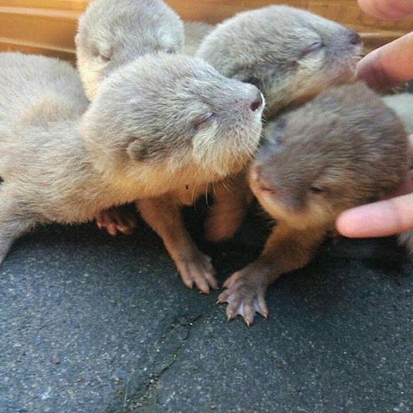 Asian Small Clawed Otters For Sale Text Or Call 72