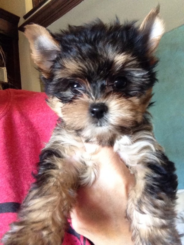  Magnificient Yorkie Puppies ready today .